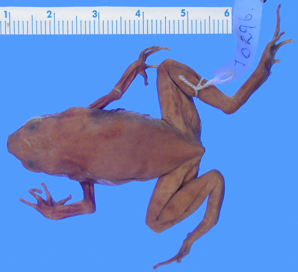 Image of Buca Small-tongue Toad