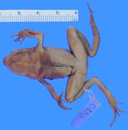 Image of Buca Small-tongue Toad