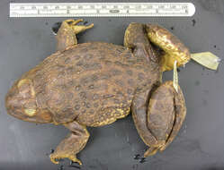 Image of African Groove-crowned Frog