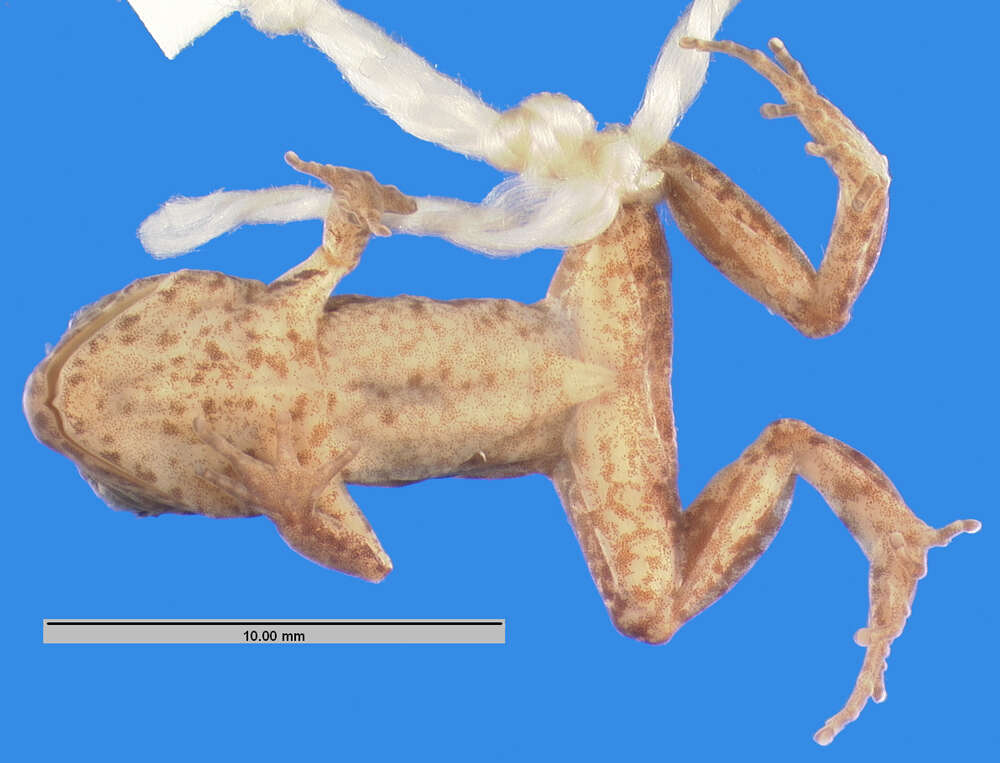 Image of Eleutherodactylus haitianus Barbour 1942