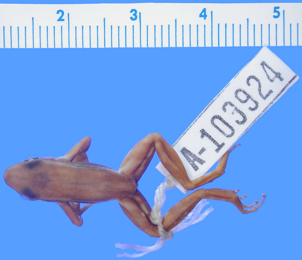 Image of Phantasmal poison frog