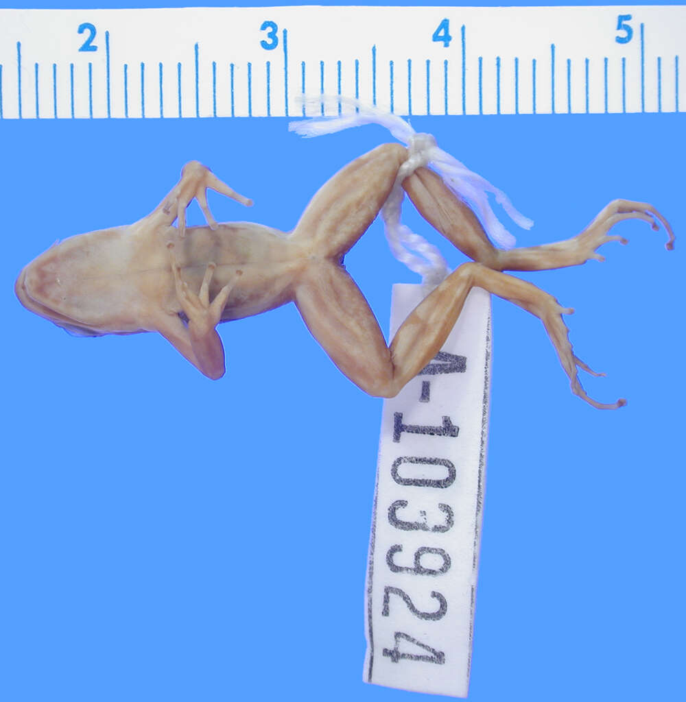 Image of Phantasmal poison frog