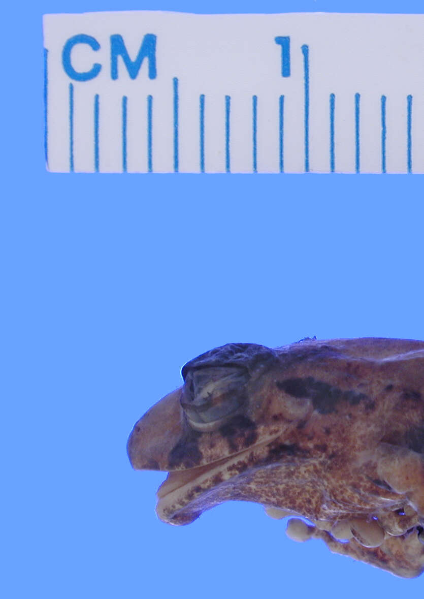 Image of Pristimantis kirklandi (Flores 1985)