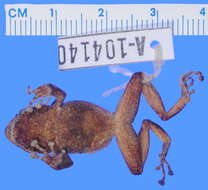 Image of Pristimantis kirklandi (Flores 1985)