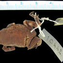 Image of Probreviceps uluguruensis (Loveridge 1925)