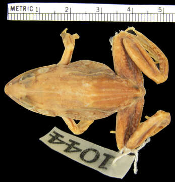 Image of Mascarene Grass Frog