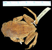 Image of Mindanao Horned Frog