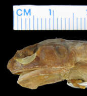 Image of Mindanao Horned Frog