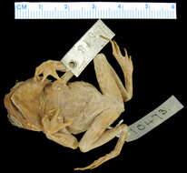 Image of Mindanao Horned Frog