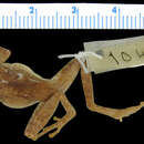 Imagem de Platymantis hazelae (Taylor 1920)