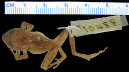 Imagem de Platymantis hazelae (Taylor 1920)