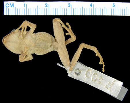 Imagem de Platymantis hazelae (Taylor 1920)