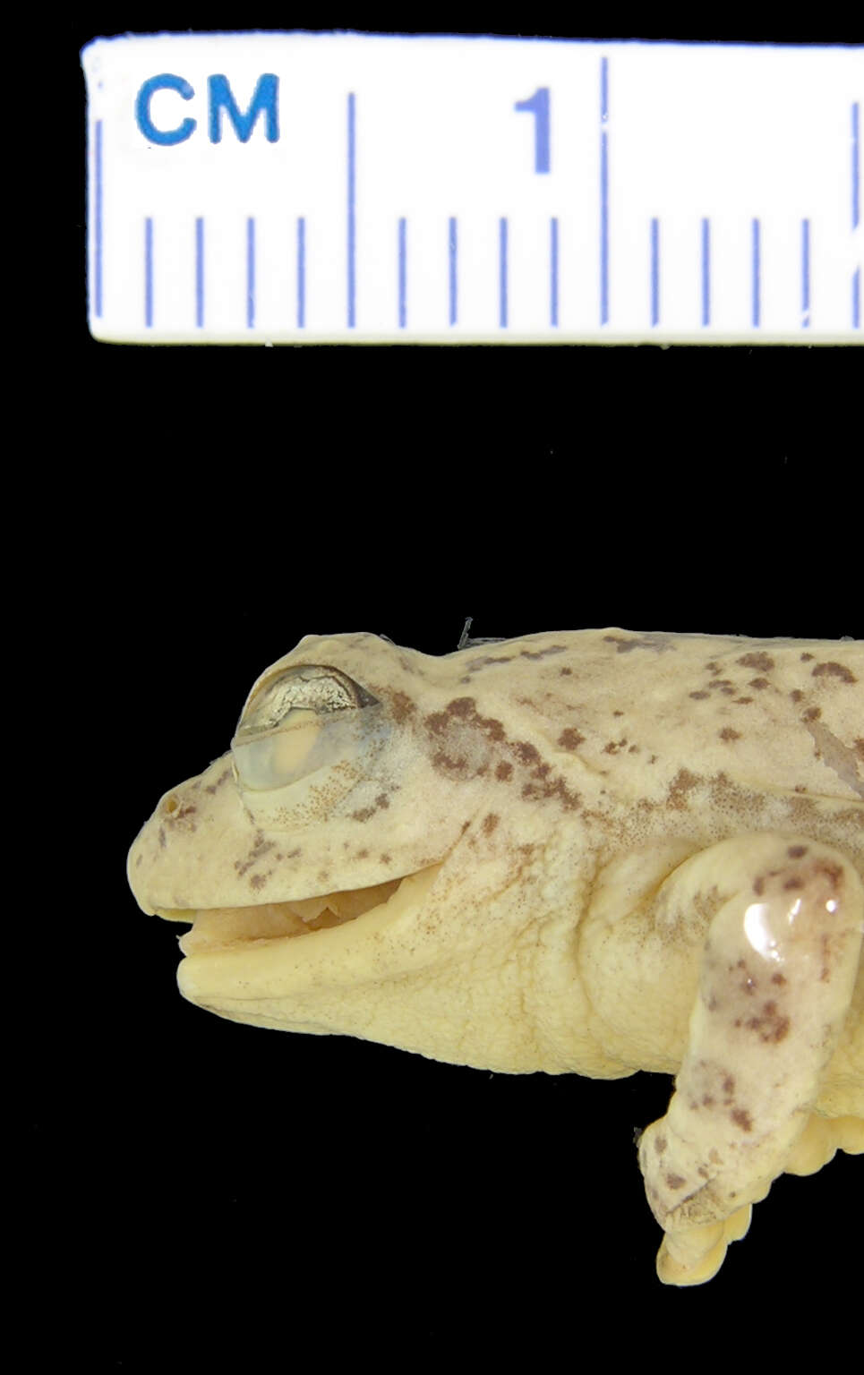 Image of Raorchestes gryllus (Smith 1924)