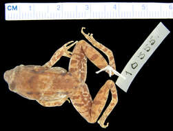 Image of Woodworth's Frog