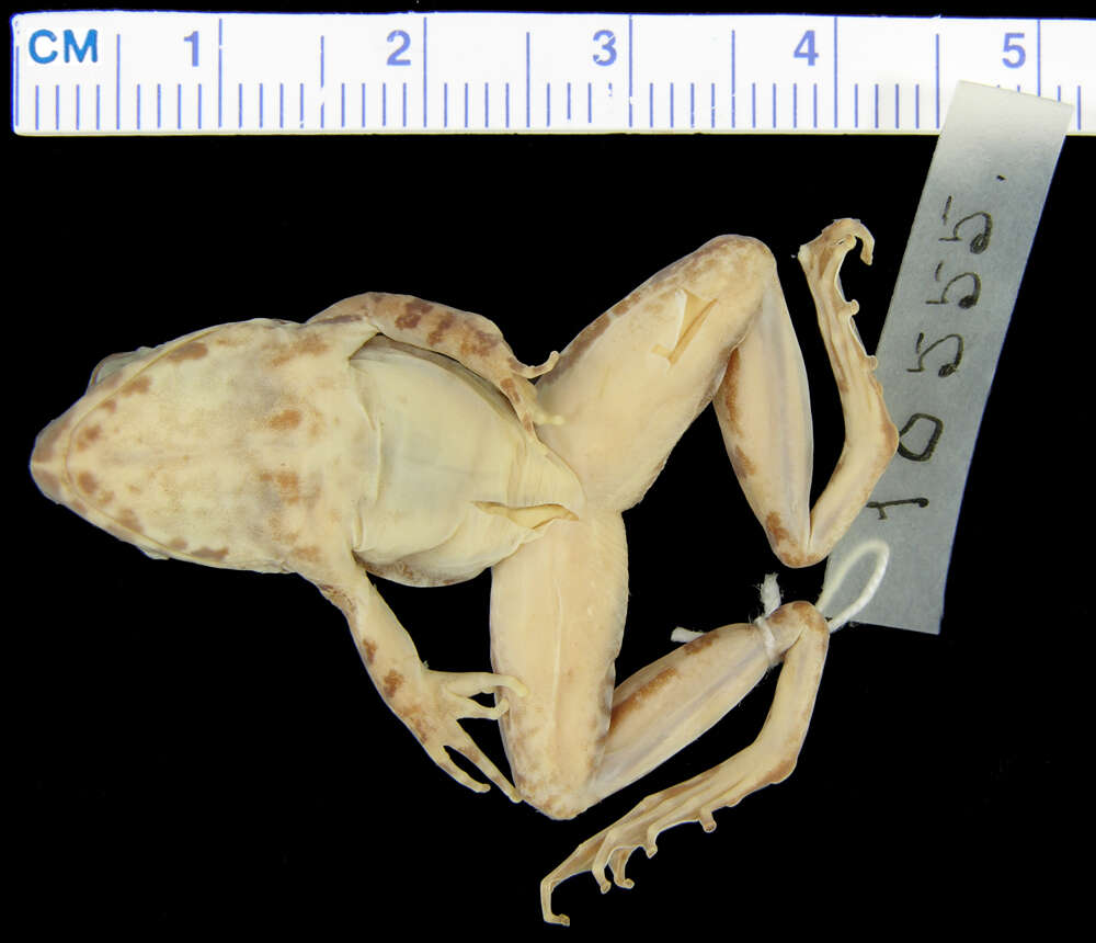 Image of Woodworth's Frog