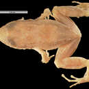 Image of Varley's Robber Frog