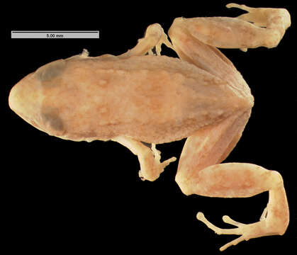 Image of Varley's Robber Frog