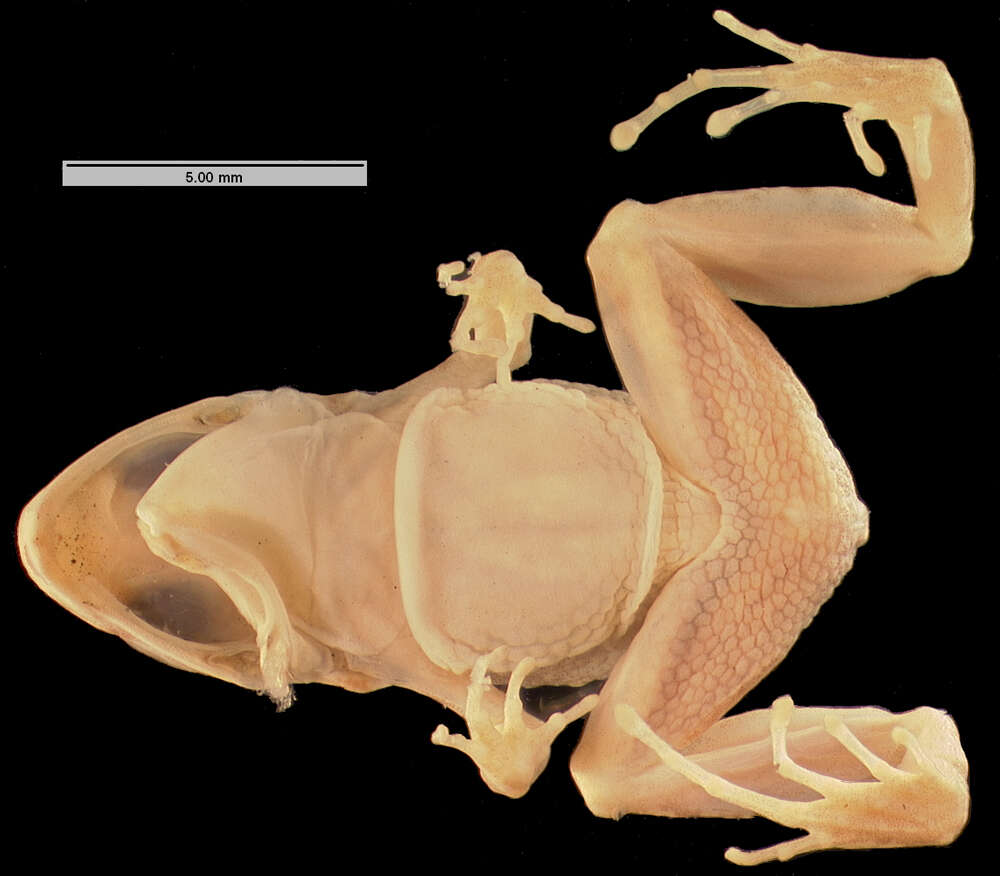 Image of Varley's Robber Frog