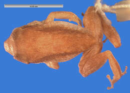 صورة Eleutherodactylus auriculatus (Cope 1862)