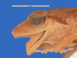 صورة Eleutherodactylus auriculatus (Cope 1862)