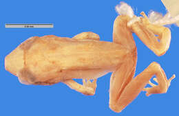 صورة Eleutherodactylus auriculatus (Cope 1862)