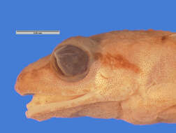 Imagem de Eleutherodactylus auriculatus (Cope 1862)