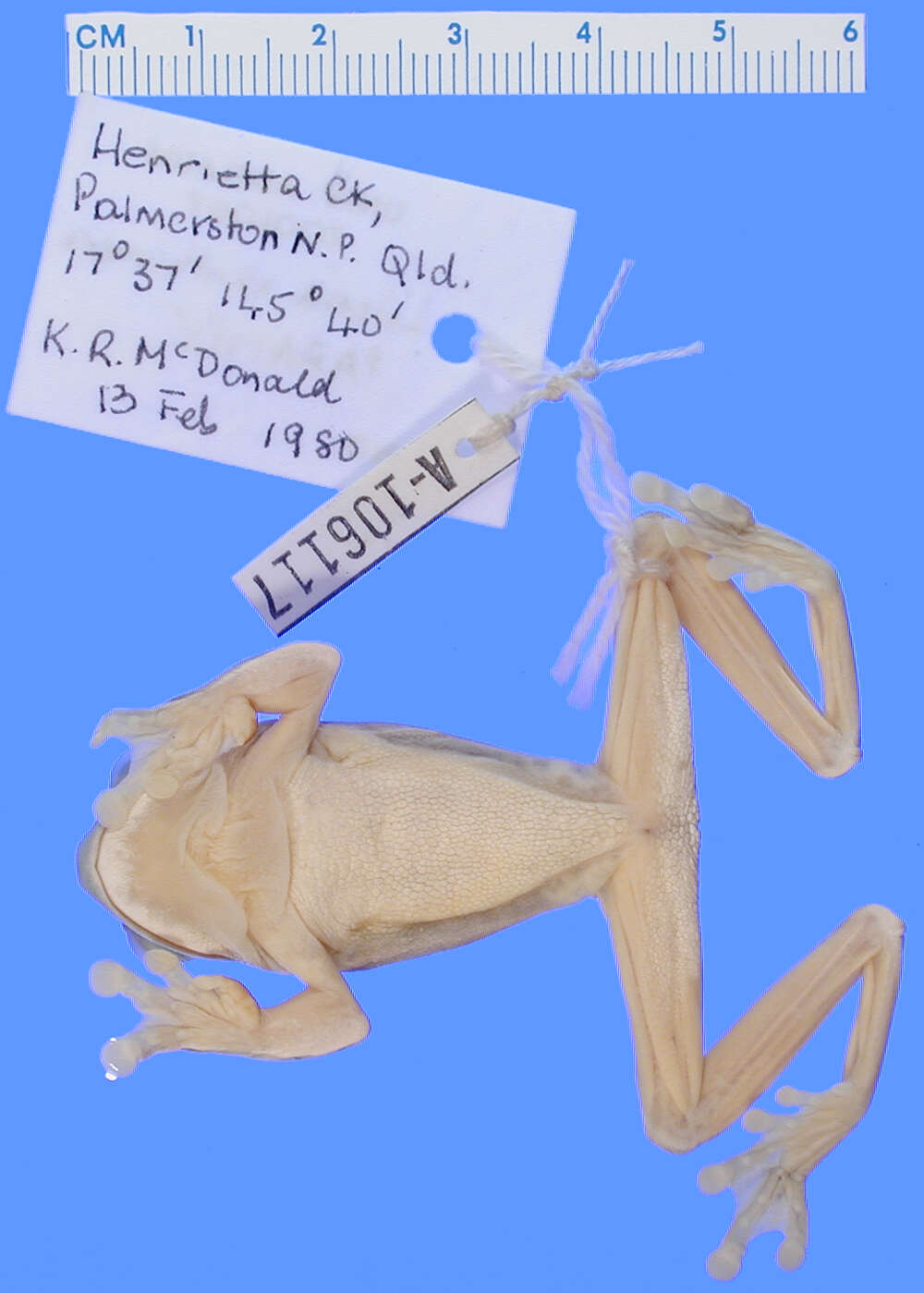 صورة Ranoidea xanthomera (Davies, McDonald & Adams 1986)