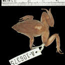 Image of Darwin's frog