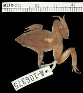 Image of Darwin's Frogs