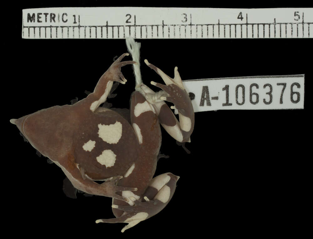 Image of Darwin's Frogs