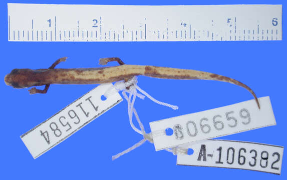 Image of Bolitoglossa minutula Wake, Brame & Duellman 1973