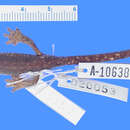 Image of Bolitoglossa sooyorum Vial 1963