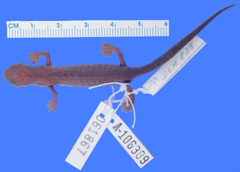 Image of Holy-mountain Salamander