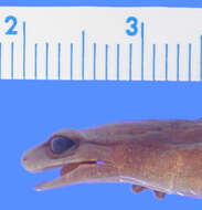 Image of Holy-mountain Salamander