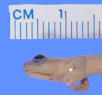 Image of Pickersgill's Banana Frog