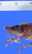 Image of Carauta stubfoot toad