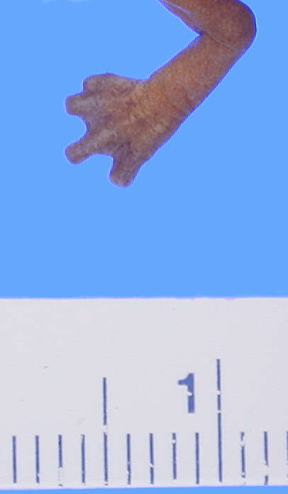 Image of Bolitoglossa dunni (Schmidt 1933)