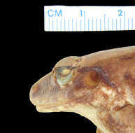 Sivun Cornufer punctatus (Peters & Doria 1878) kuva