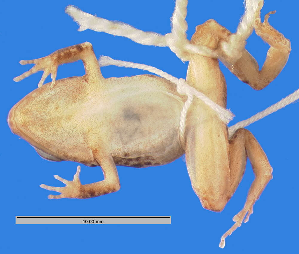 Image of Eleutherodactylus griphus Crombie 1986