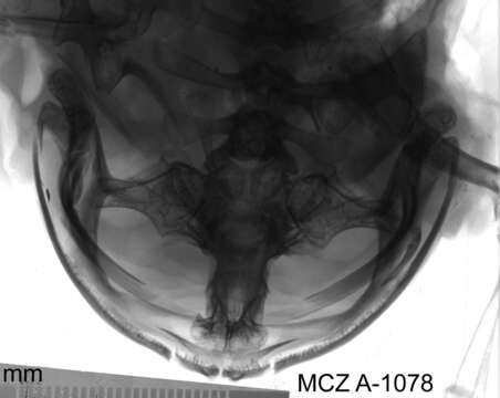 Image de Telmatobius culeus (Garman 1876)