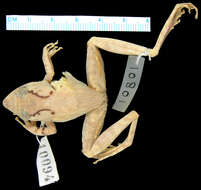 Image of White Madagascar Frog
