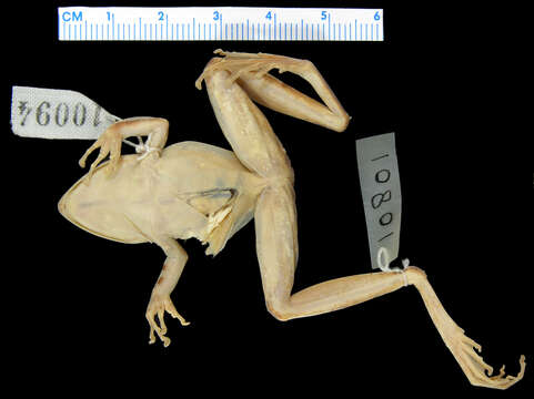 Image of White Madagascar Frog