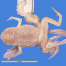 Image of Brachycephalus nodoterga Miranda-Ribeiro 1920