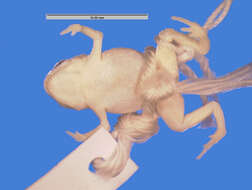 Image of Brachycephalus nodoterga Miranda-Ribeiro 1920