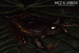 Image of Marsupial frog