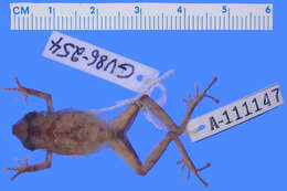 Image of Pristimantis librarius (Flores & Vigle 1994)