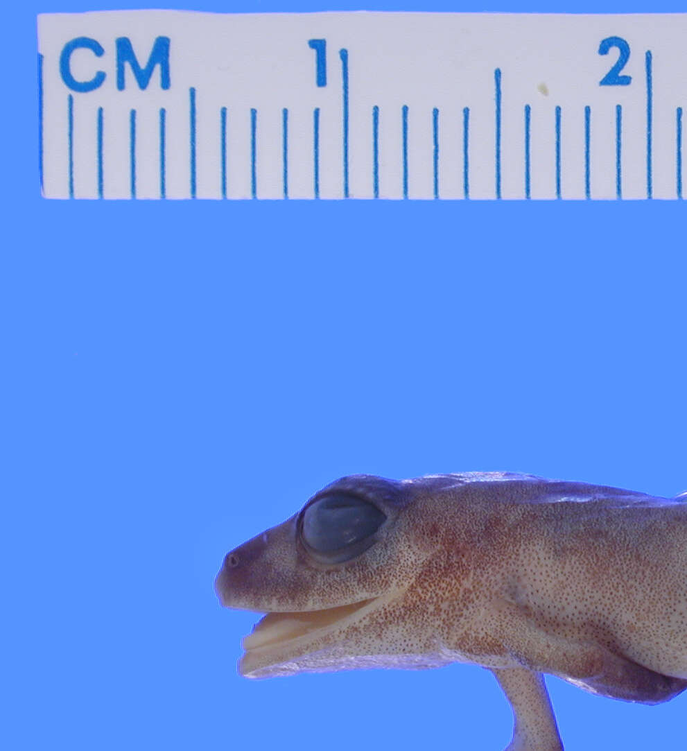 Image of Pristimantis librarius (Flores & Vigle 1994)