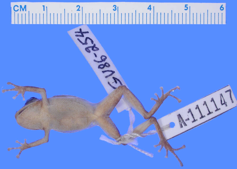 Image of Pristimantis librarius (Flores & Vigle 1994)