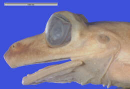 Image of Osteopilus marianae (Dunn 1926)