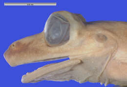 Image de Osteopilus marianae (Dunn 1926)